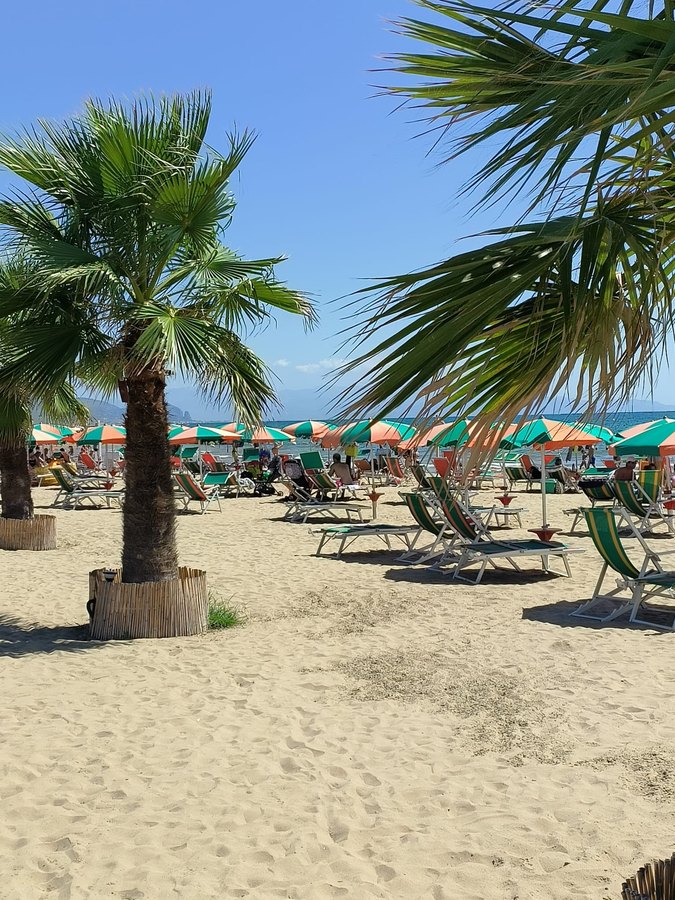 Palme e ombrelloni sulla spiaggia del Delfino